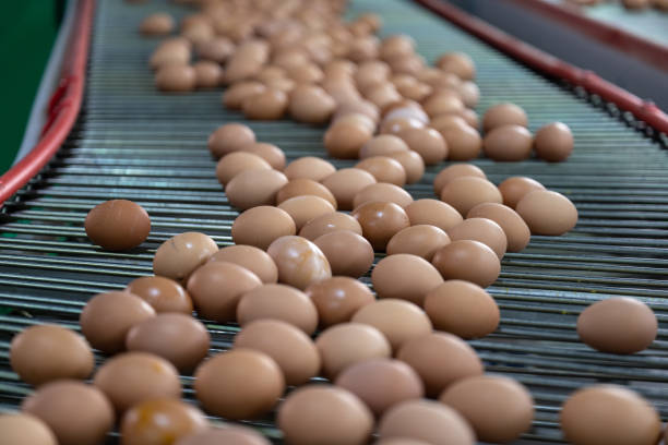istock Modern intelligent agricultural egg automated sorting line 1492793747