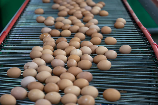 istock Modern intelligent agricultural egg automation conveyor belt 1492794320