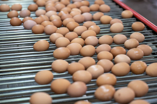 istock Modern intelligent agricultural egg automation conveyor belt 1492794321