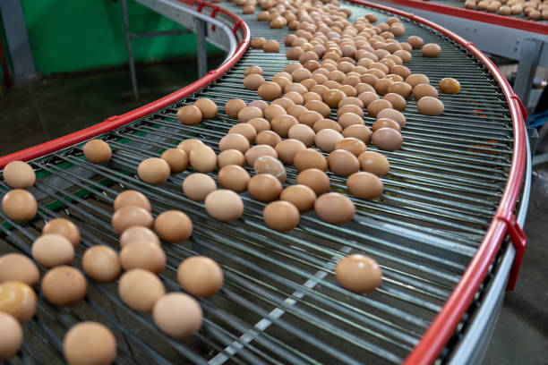 istock Modern intelligent agricultural egg automation conveyor belt 1492794322