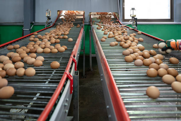 istock Intelligent agricultural egg automated sorting conveyor belt 1492794392