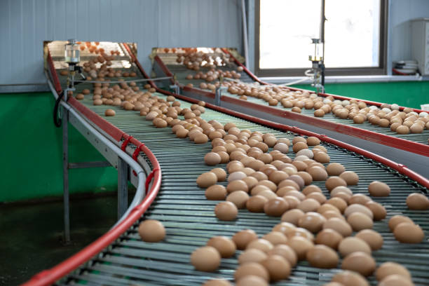 istock Modern intelligent agricultural egg automation conveyor belt 1492794393