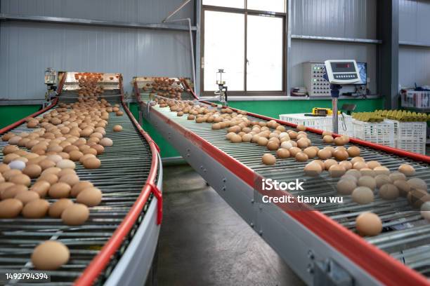Intelligent Agricultural Egg Automated Sorting Conveyor Belt Stock Photo - Download Image Now