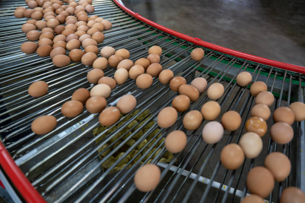 istock Modern intelligent agricultural egg automation conveyor belt 1492794396
