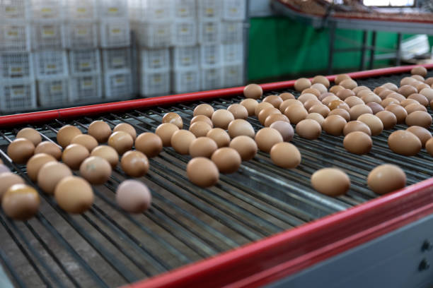 istock Intelligent agricultural egg automated sorting conveyor belt 1492794494