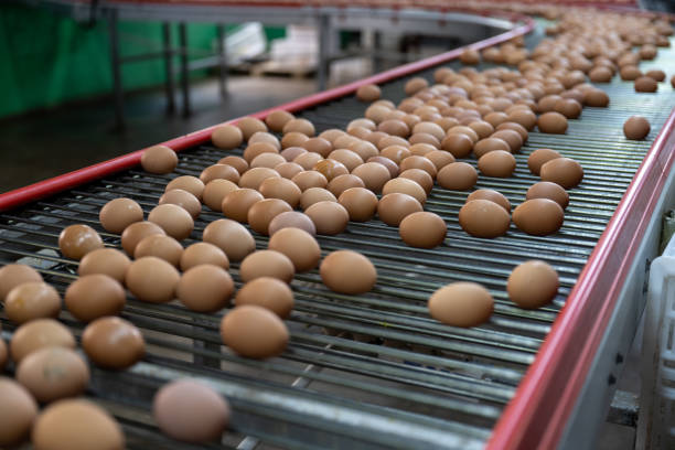istock Intelligent agricultural egg automated sorting conveyor belt 1492794495