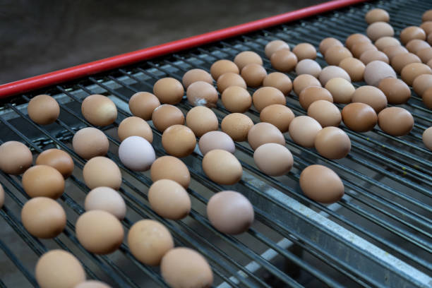 istock Close-up of automated egg sorting line 1492794685