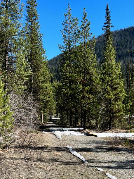 istock Snow-covered path between pine trees in a scenic winter landscape 1492794720
