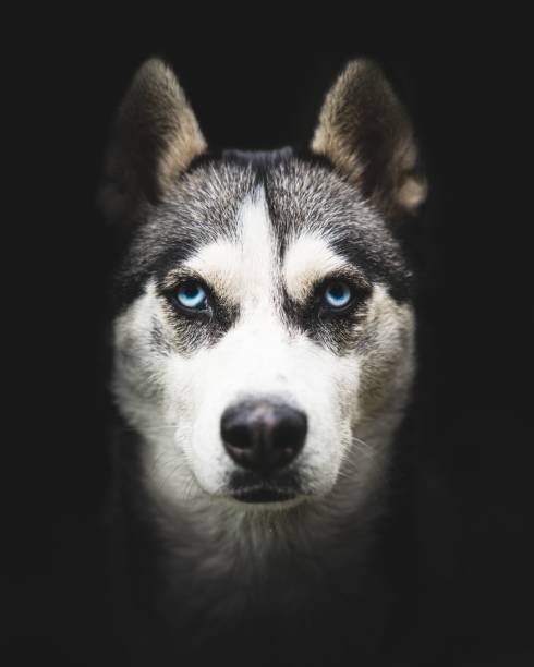 istock Vertical closeup shot of a beautiful husky face with bright blue eyes 1492794792