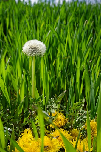 A scenic outdoor landscape featuring a verdant field of yellow dandelions