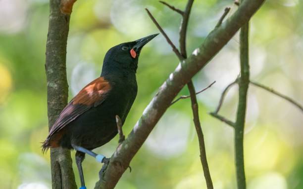 istock Close up shot of a saddleback bird perched on a tree branch 1492795014