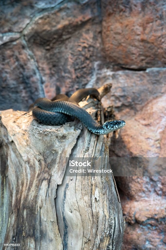 Vivid green snake on decomposing wooden log, located in a zoo environment A vivid green snake on decomposing wooden log, located in a zoo environment Alertness Stock Photo