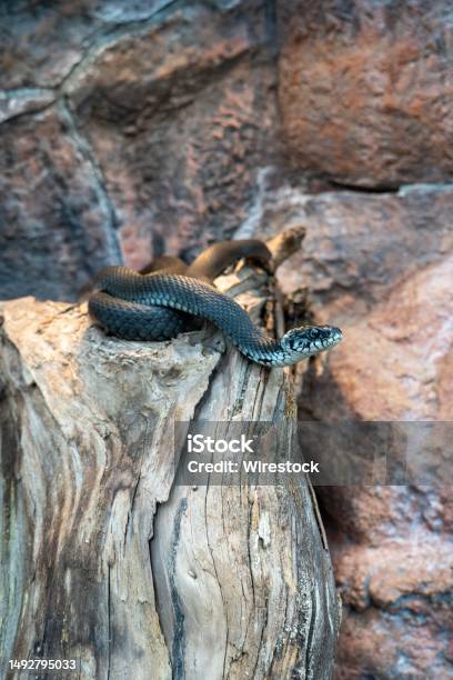 Vivid Green Snake On Decomposing Wooden Log Located In A Zoo Environment Stock Photo - Download Image Now