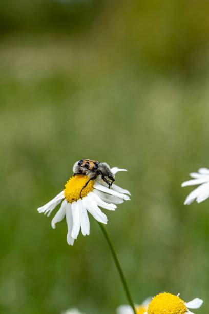 istock the small white flower has a bee sitting on it's stem 1492795045
