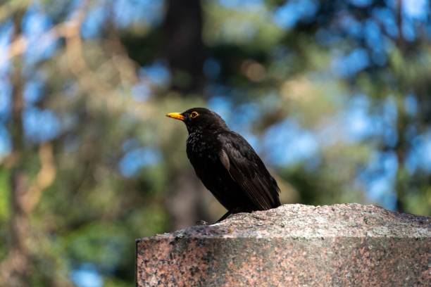istock Black avian perched atop a gray, stone pillar, looking off into the distance 1492795051
