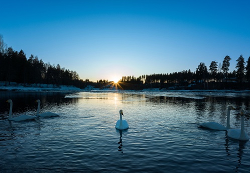 A flock of swans floating peacefully in a tranquil lake at sunset