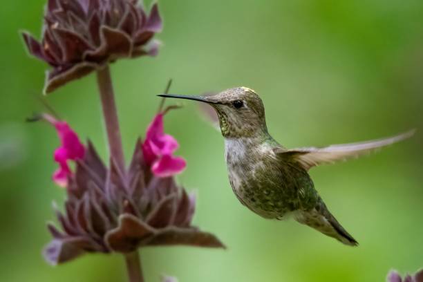 zbliżenie kolibra uchwycone w locie, skrzydła szeroko rozpostarte, wokół kwiatów - flitting zdjęcia i obrazy z banku zdjęć