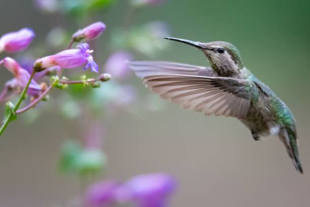 zbliżenie kolibra uchwycone w locie, skrzydła szeroko rozpostarte, wokół kwiatów - flitting zdjęcia i obrazy z banku zdjęć