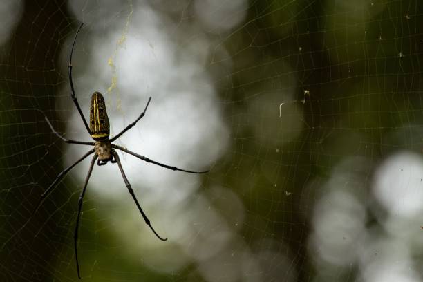 istock Intricate spider web with a spider perched in the center, illuminated by natural sunlight 1492795452