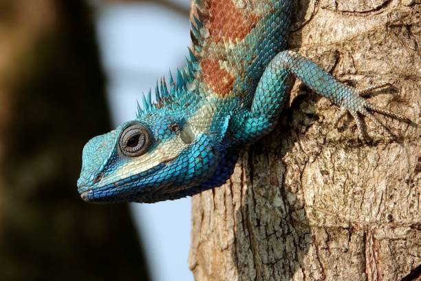 istock A closeup shot of a Calotes mystaceus on a tree 1492795659