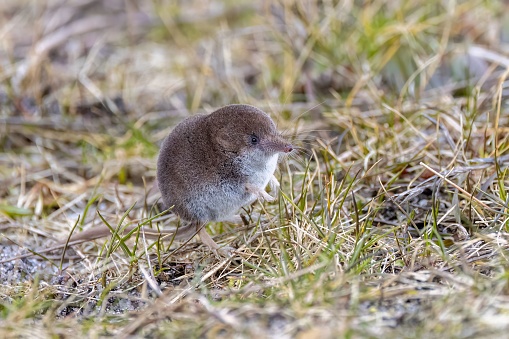 Closeup photo of a Common shrew, a small, long-snouted mammal, in a natural environment