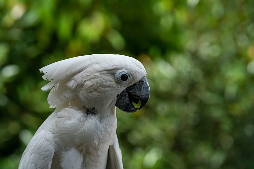 A close-up image of an adult white cockatoo, with its bright white feathers on display