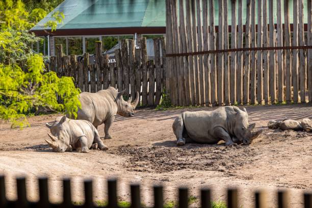 dwa nosorożce, które leżą w ziemi i drzewach - rhinoceros savannah outdoors animals in the wild zdjęcia i obrazy z banku zdjęć