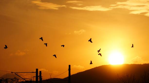istock Massive congregation of birds silhouetted against a striking backdrop of a glowing orange sunset 1492795892