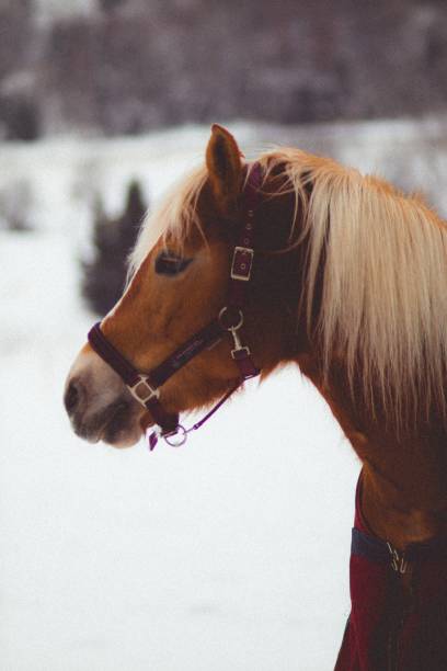 istock Brown horse with a bridle, its expression inquisitive and curious 1492795954