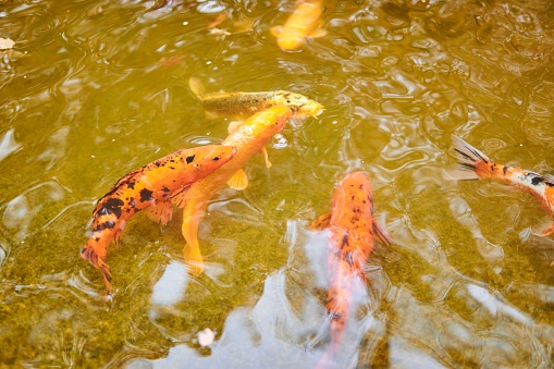 A school of coy fish swimming in a pond