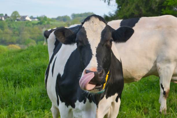 istock black and white spotted cow in a pasture 1492796448
