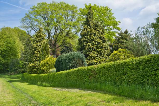 istock Pine trees, conifers, green forest landscape 1492796463