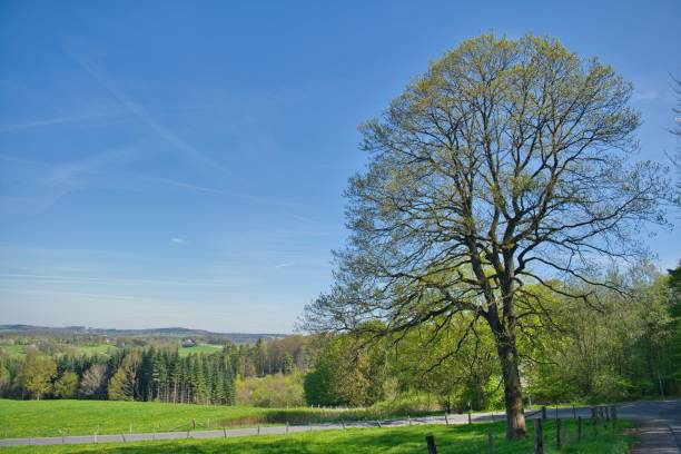 Leafless deciduous trees standing in an urban park or green public space, with a wooden fence in the foreground and grassy areas in early spring. Natural outdoor scene with copy space, suitable for concepts of nature in the city, environment, sustainability, seasons, and well-being.