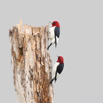 The two male Red-headed Woodpeckers perched atop a dead-standing tree