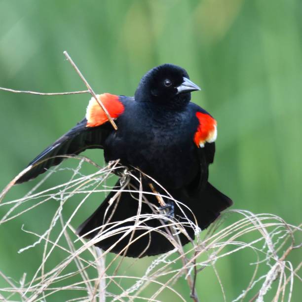 istock Vibrant red-winged blackbird perched atop a lush shrubbery in its natural environment 1492797362