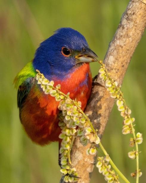 istock Vibrant painted bunting (Passerina ciris) bird perched on a tree branch 1492797530