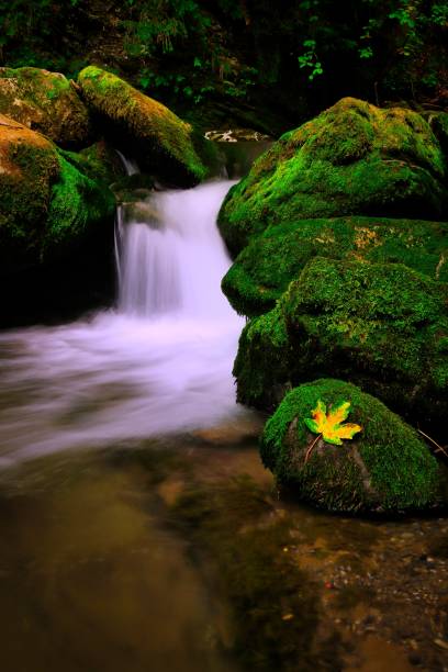 A waterfall cascading over jagged rocks, surrounded by lush greenery in a serene forest landscape.