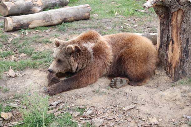 istock Brown bear in a natural outdoor environment, surrounded by fallen logs and dirt 1492797645