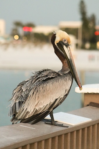 An Australian Pelican. These are the largest of the pelican breeds and are found right across Australia.