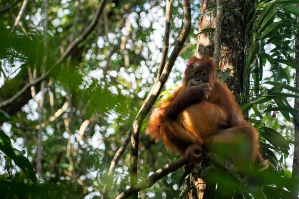 istock Orange-hued primate sitting on a lush, green tree 1492797796