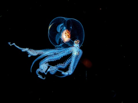 A Wonderpus Larvae octopus swimming in the tranquil ocean.