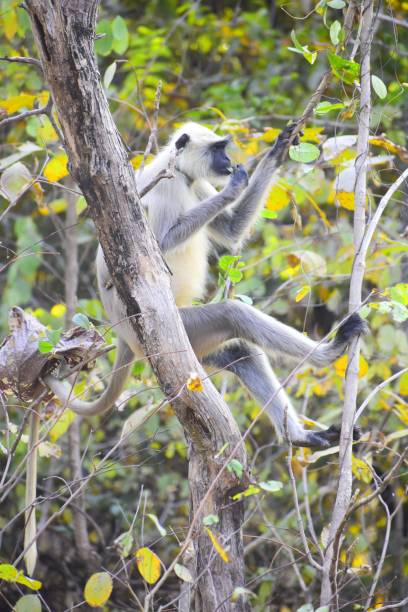 istock Monkey suspended from a branch of a tree 1492797824