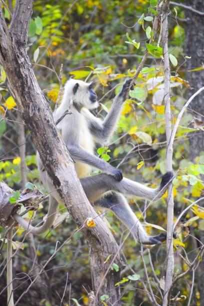istock Curious monkey sits on a tree branch, gazing downwards in curiosity 1492797828