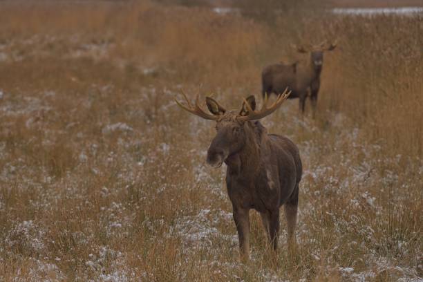 istock Majestic moose captured in a tranquil setting as it traverses across a grassy field 1492797853