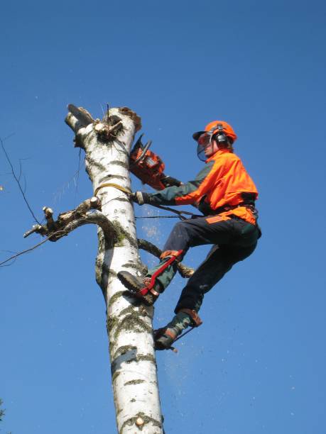 istock Person in an orange jacket is using a chainsaw to cut branches 1492797980
