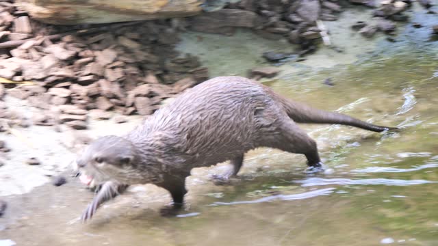Cute Asian small-clawed otter eating white nuts in the water and walking on the shore