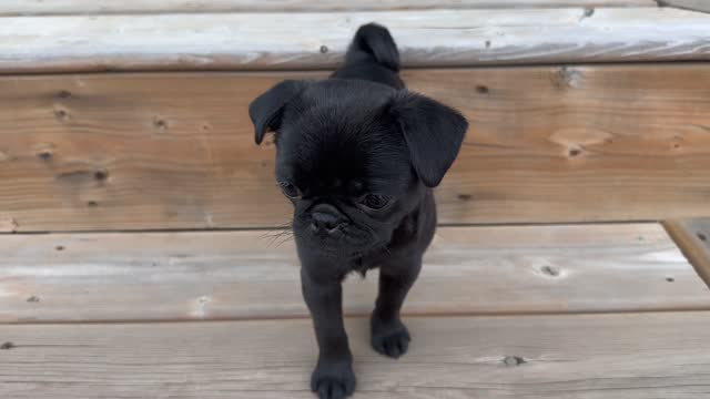 Portrait of a cute black Pug dog looking and standing on wooden steps