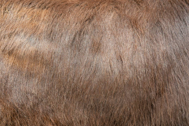 istock Brown animal fur. Natural background. 1492798200