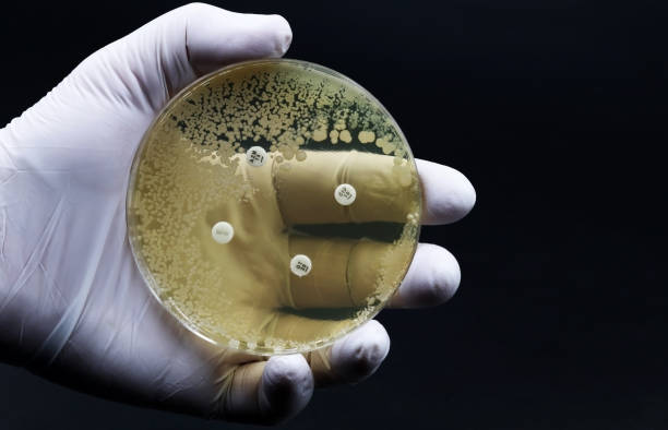 una coltura microbiologica di una capsula di petri con batteri in cui è stato effettuato un test di resistenza agli antibiotici - coccus foto e immagini stock