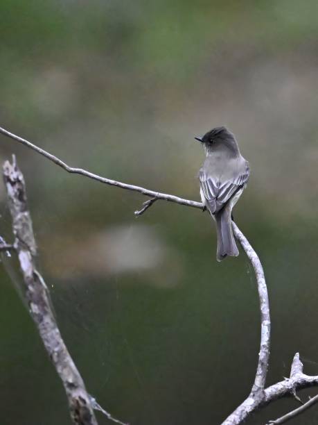 oiseau phoebe de l’est perché sur une branche d’arbre, avec un éventail de feuilles vertes en arrière-plan - bird spring branch phoebe photos et images de collection